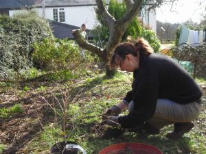 Planting the gooseberry